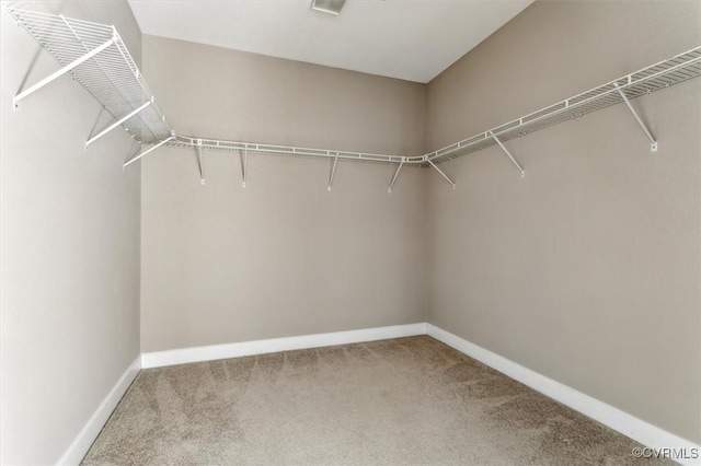 walk in closet featuring carpet flooring