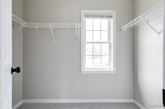 spacious closet with carpet