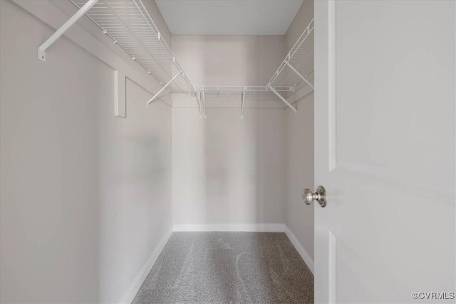 spacious closet featuring carpet flooring