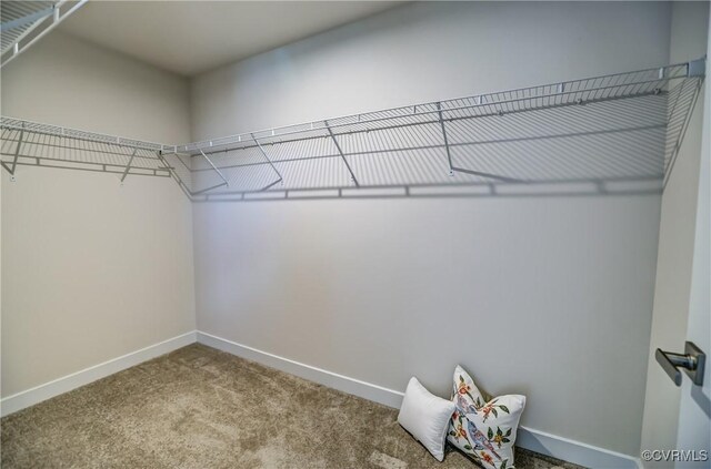 spacious closet with carpet flooring