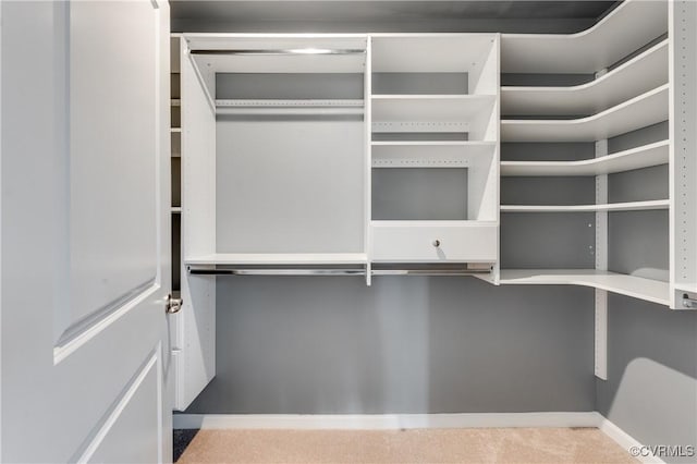 spacious closet featuring carpet