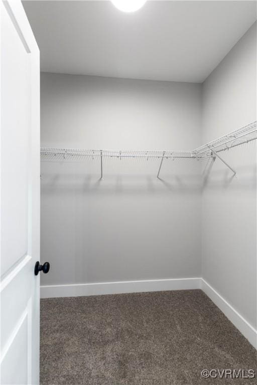 spacious closet featuring carpet