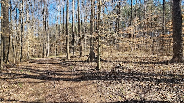 view of local wilderness