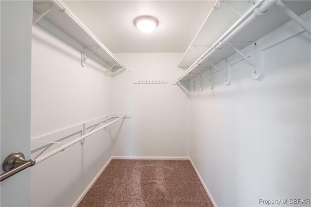 spacious closet featuring carpet flooring