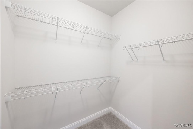 spacious closet featuring carpet floors