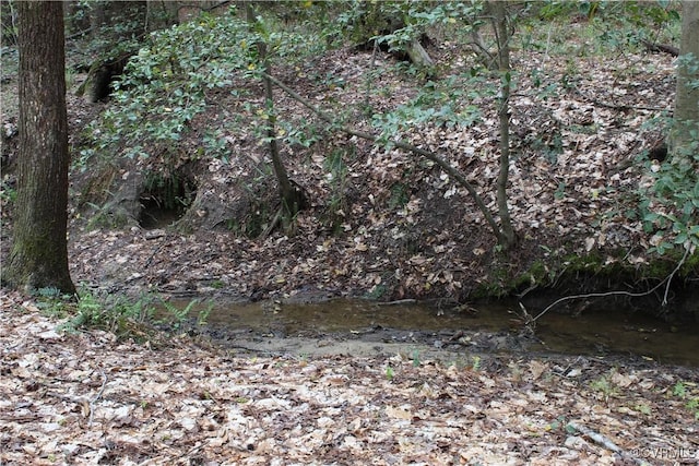 view of local wilderness