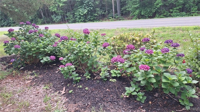 5667 Buckley Hall Rd, Cobbs Creek, VA 23056 - view of yard with a forest view