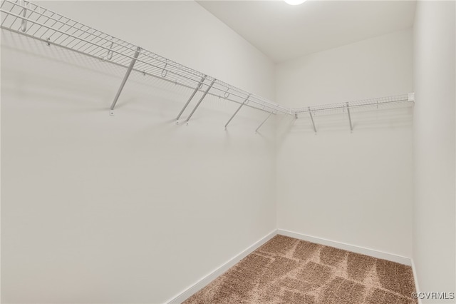 walk in closet with carpet floors
