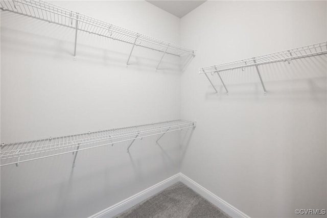 walk in closet featuring carpet floors