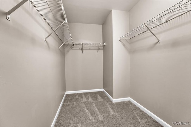 walk in closet with carpet flooring