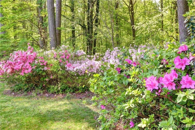 view of nature with a wooded view