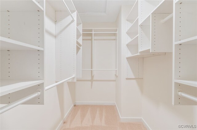 walk in closet with carpet flooring