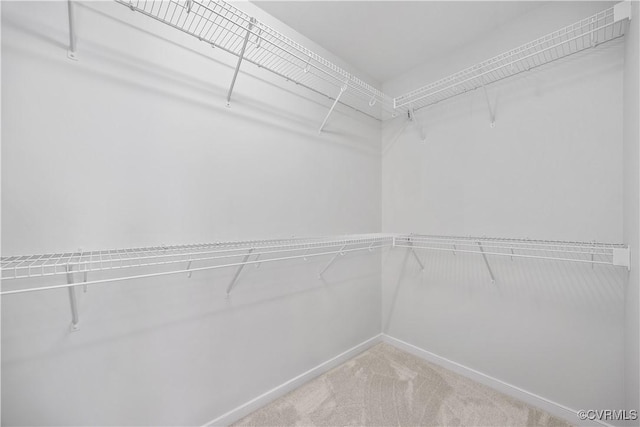 walk in closet featuring carpet flooring