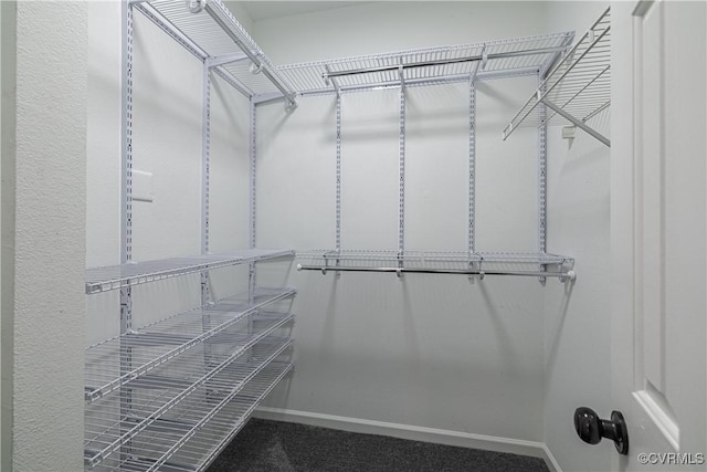 walk in closet featuring carpet