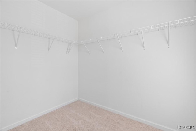 walk in closet featuring carpet flooring