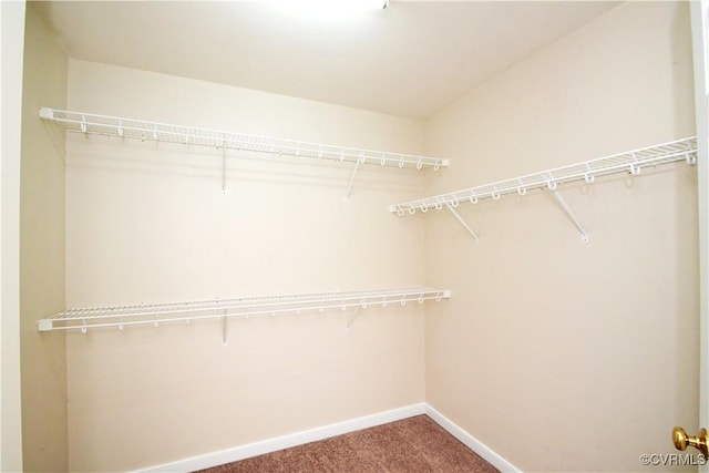 spacious closet featuring carpet floors