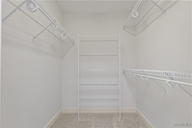 walk in closet featuring carpet flooring