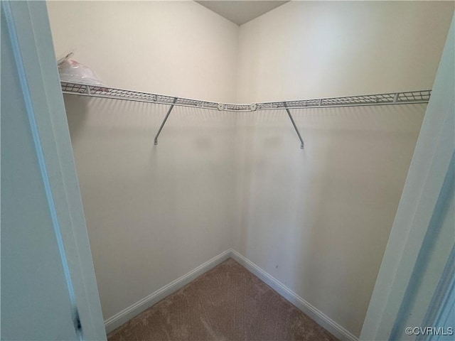 walk in closet with carpet floors