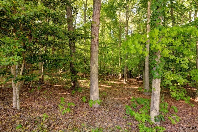 view of local wilderness