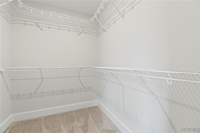 spacious closet with carpet flooring