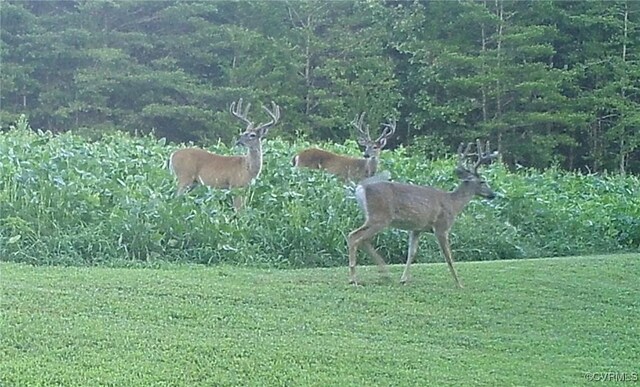 12421 Campbell Rd, Orange, VA 22960 - view of local wilderness