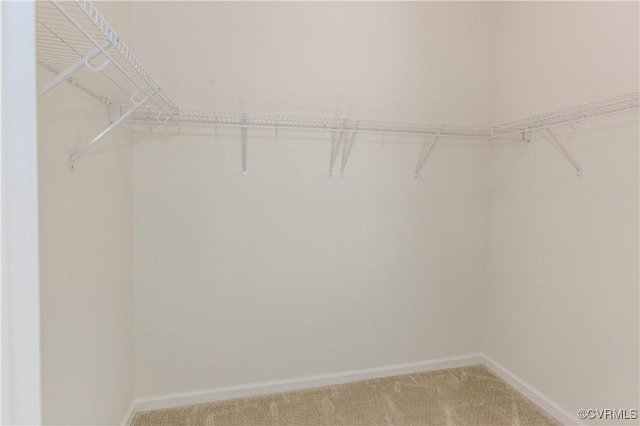 spacious closet featuring carpet floors