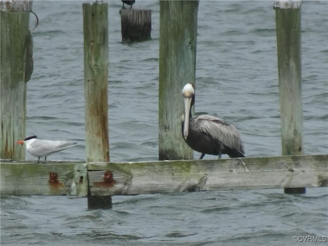 2215 Ditchley Rd, Kilmarnock, VA 22482 - view of dock