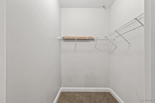 walk in closet with carpet flooring