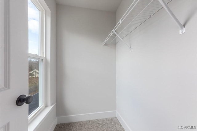 walk in closet with carpet flooring