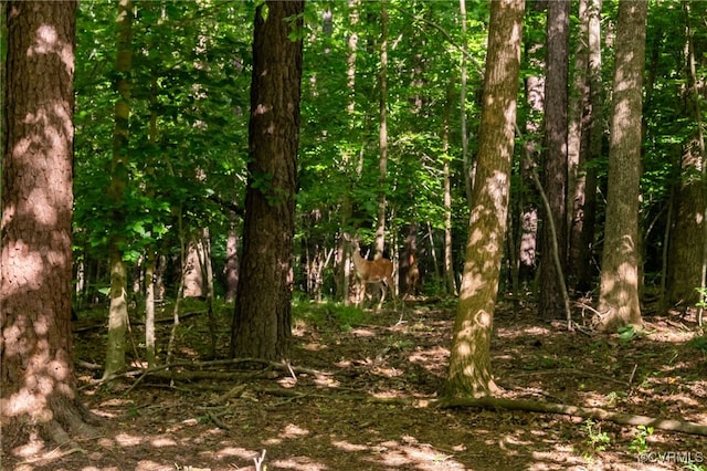 12300 Wynnstay Ln, Chesterfield, VA 23838 - view of local wilderness