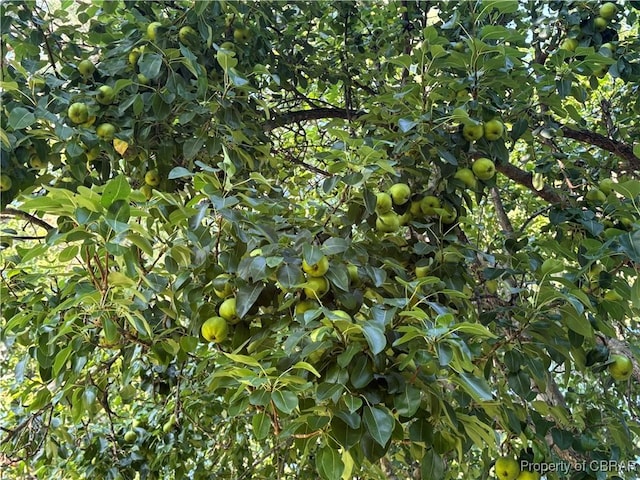 290 Circle Dr, Port Haywood, VA 23138 - view of local wilderness