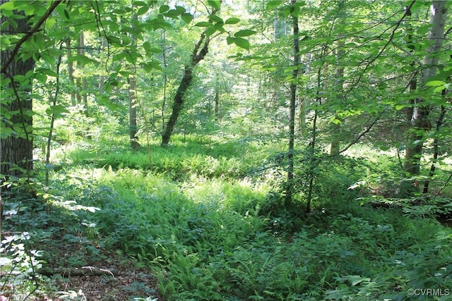 TBD Paynes Pond Rd, Scottsville, VA 24590 - photo 32