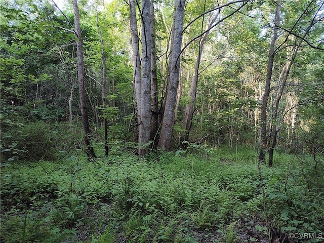 N/A Nary Ln, Disputanta, VA 23842 - photo 17
