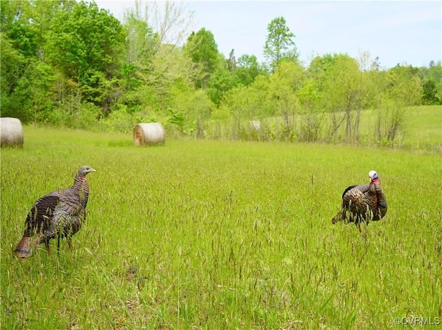 10229 Bill Tuck Hwy, Virgilina, VA 24598 - photo 29