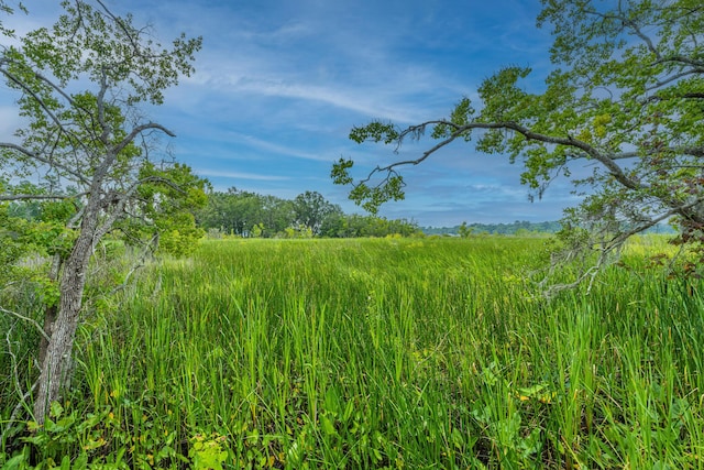 view of local wilderness