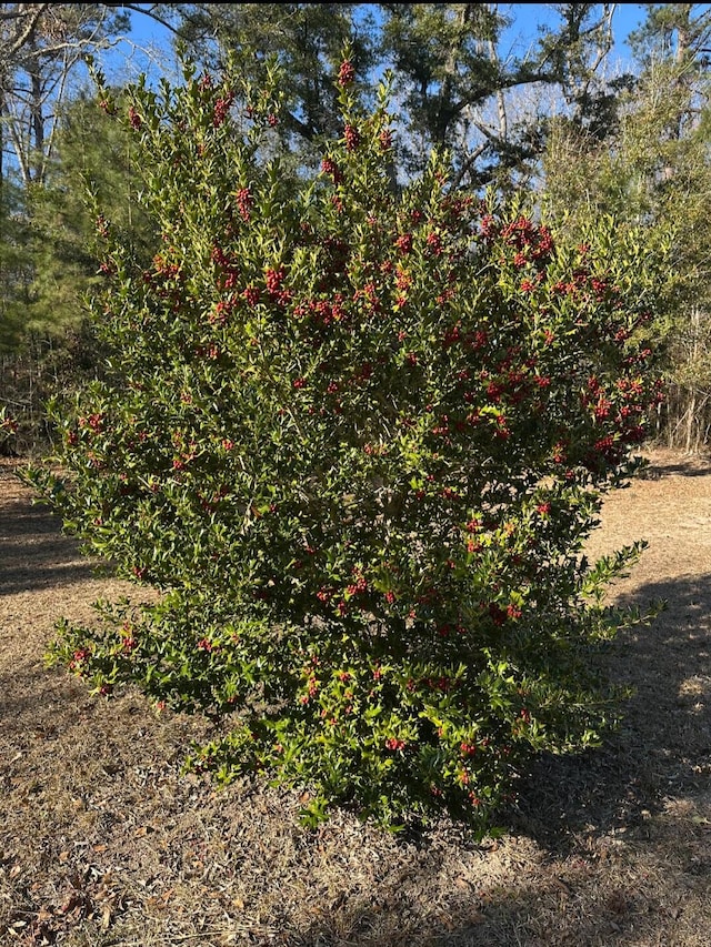 Listing photo 3 for 2041 Edisto River Rd, Branchville SC 29432