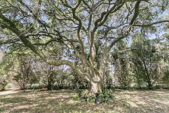 1085 Harts Bluff Rd, Wadmalaw Island, SC 29487 - view of yard featuring a wooded view