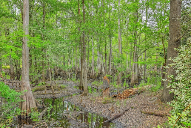 100 Canal Rd, Saint George, SC 29477 - view of woods