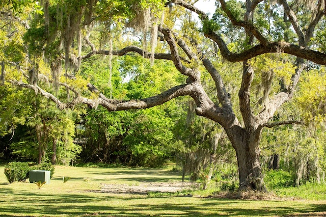 view of community with a view of trees and a yard