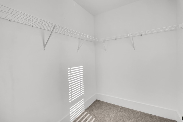 walk in closet with carpet flooring