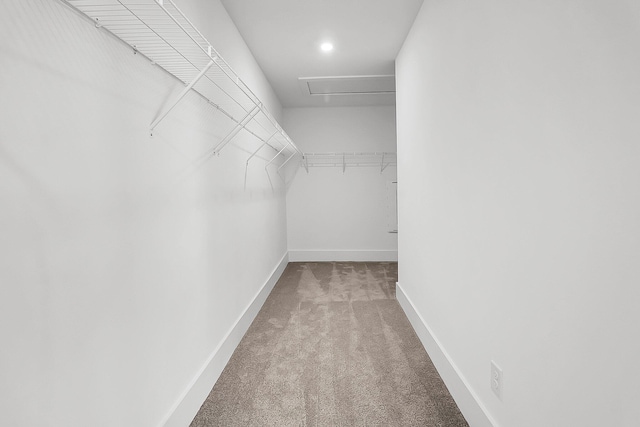 spacious closet featuring carpet flooring