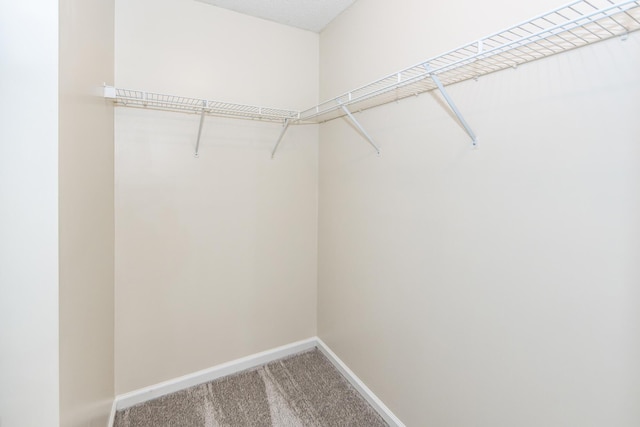 walk in closet featuring carpet floors