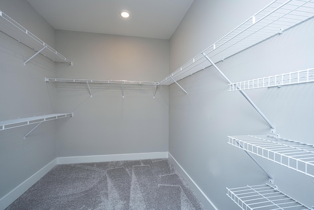 spacious closet featuring carpet