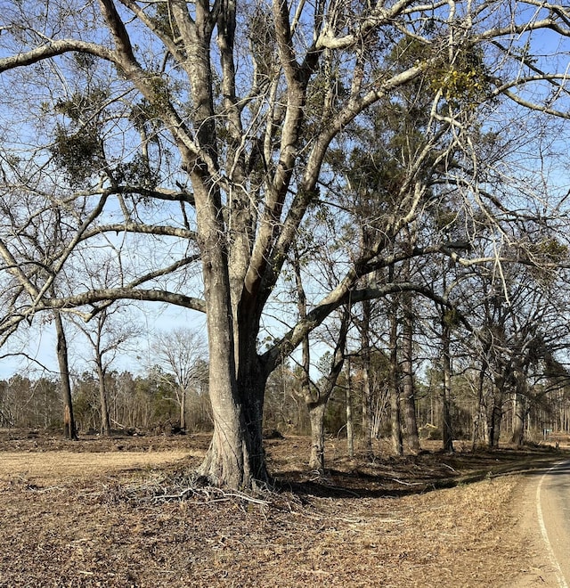 view of local wilderness