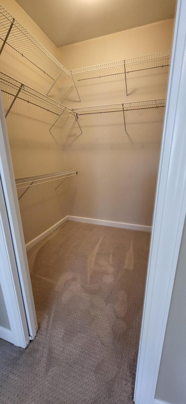 walk in closet with carpet flooring