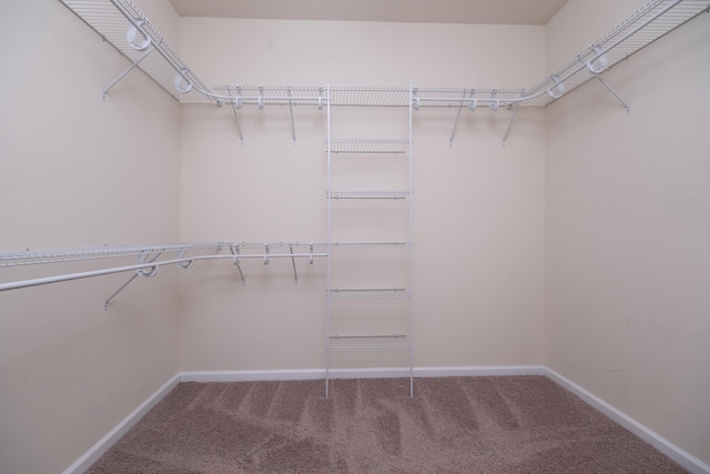 walk in closet with carpet flooring