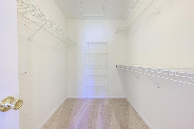 spacious closet featuring carpet flooring