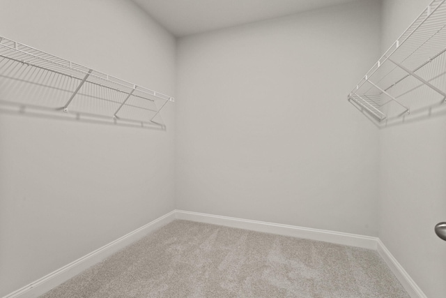 walk in closet featuring carpet floors