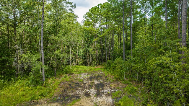 view of local wilderness