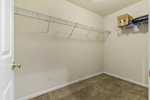 walk in closet with carpet floors